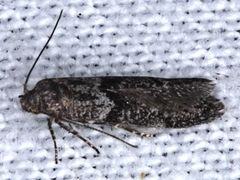 Cadra cautella