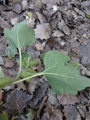 Xanthium orientale riparium