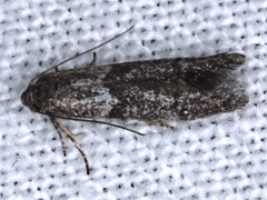 Cadra cautella