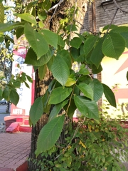 Ulmus minor