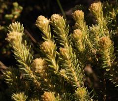 Phylica strigosa strigosa