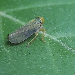Jikradia olitoria