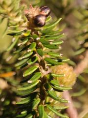 Phylica strigosa strigosa