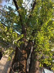 Ulmus minor