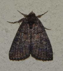 Proconis abrostoloides