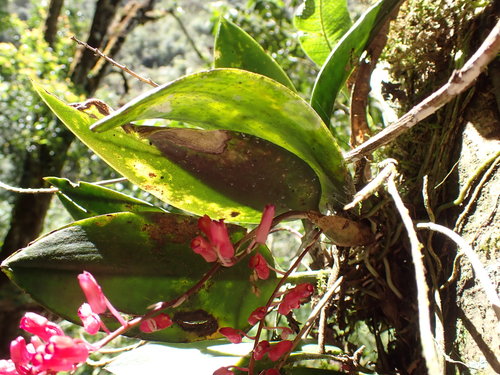 Comparettia rubriflora (Senghas) M.W.Chase & N.H.Williams 2