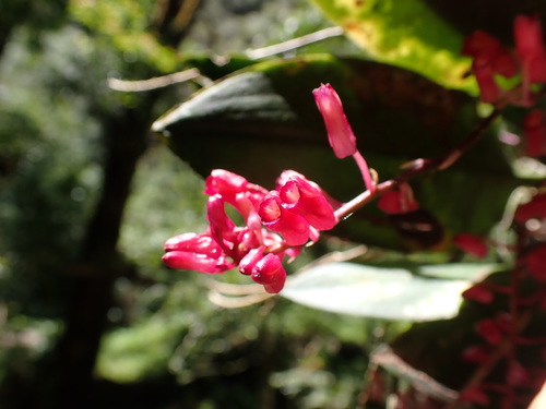 Comparettia rubriflora (Senghas) M.W.Chase & N.H.Williams