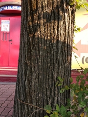 Ulmus minor