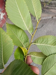 Ulmus minor