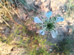 Nigella gallica