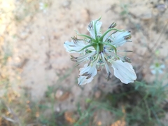Nigella gallica