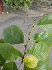Ulmus minor