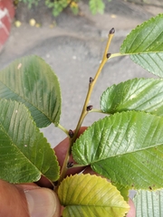 Ulmus minor