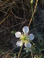 Nigella gallica