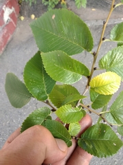 Ulmus minor