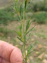 Lophiocarpus polystachyus