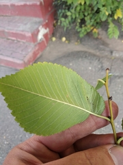 Ulmus minor