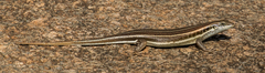 Trachylepis quinquetaeniata