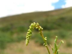 Lophiocarpus polystachyus