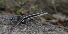 Trachylepis quinquetaeniata