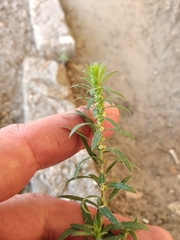Bassia scoparia