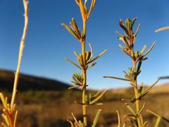 Lophiocarpus polystachyus