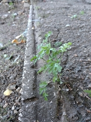 Artemisia absinthium