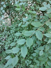 Ulmus pumila