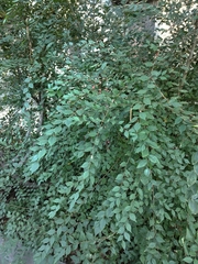 Ulmus pumila