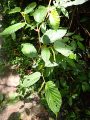 Skjold Søndergaard, CC BY, iNaturalist via GBIF Begonia peruviana, photograph Skjold Søndergaard, CC BY, iNaturalist via GBIF