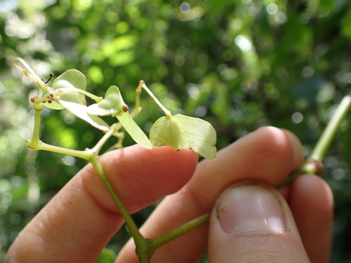 Begonia peruviana, photograph 3