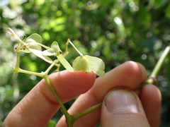 Skjold Søndergaard, CC BY, iNaturalist via GBIF Begonia peruviana, photograph Skjold Søndergaard, CC BY, iNaturalist via GBIF