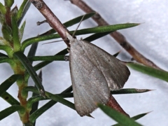 Adeixis inostentata