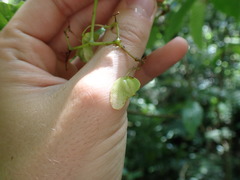 Skjold Søndergaard, CC BY, iNaturalist via GBIF Begonia peruviana, photograph Skjold Søndergaard, CC BY, iNaturalist via GBIF