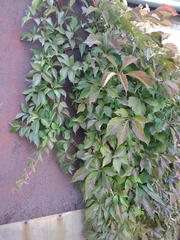 Parthenocissus quinquefolia