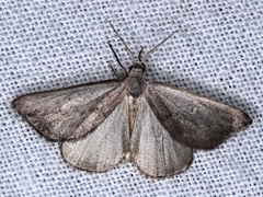 Adeixis inostentata