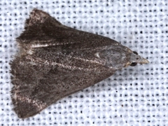 Adeixis inostentata