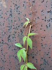 Parthenocissus quinquefolia