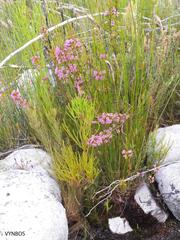 Erica daphniflora daphniflora