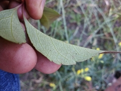 Parthenocissus quinquefolia