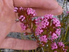 Erica daphniflora daphniflora