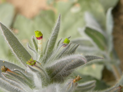 Nonea calycina image