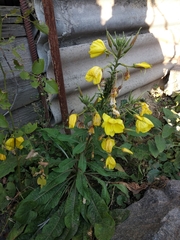 Oenothera