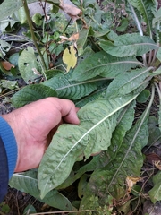 Oenothera