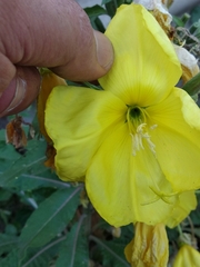 Oenothera