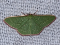 Chlorocoma cadmaria