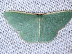 Chlorocoma melocrossa