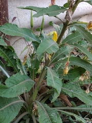 Oenothera