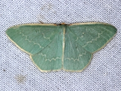 Chlorocoma melocrossa