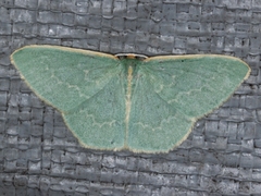 Chlorocoma melocrossa